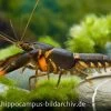 Feuerkrebs, Cherax Sp. 'Orange Tip' 1 Feuerkrebs, Cherax Sp. 'Orange Tip' -Interaquaristik Verkäufe 10352 Feuerkrebs Cherax sp Orange Tip