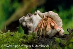 5 Kleine Landeinsiedlerkrebse, Coenobita Spec. -Interaquaristik Verkäufe 12441 Landeinsiedlerkrebs Coenobita pseudorugosus