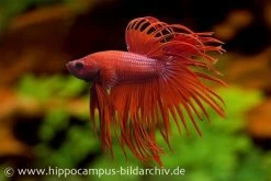 Crown Tail Kampffisch Rot, Männchen, Betta Splendens