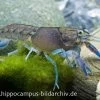 Yabby, Cherax Destructor
