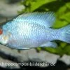Schmetterlingsbuntbarsch Electric Blue XL, Mikrogeophagus Ramirezi -Interaquaristik Verkäufe 15007 Schmetterlingsbuntbarsch Electric Blue Mikrogeoph