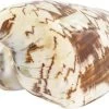 Schneckenhaus Porcelain Shell, Ca. 14 Cm Länge -Interaquaristik Verkäufe 15019 Schneckenhaus Porcelain Shell ca 14 cm Laenge