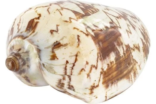 Schneckenhaus Porcelain Shell, ca. 14 cm Länge Schneckenhaus Porcelain Shell, Ca. 14 Cm Länge -Interaquaristik Verkäufe 15019 Schneckenhaus Porcelain Shell ca 14 cm Laenge