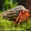 Erdbeer Landeinsiedlerkrebs, Coenobita Perlatus -Interaquaristik Verkäufe 15098 Erdbeer Landeinsiedlerkrebs Coenobita perlatus