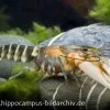 Tigerkrebs, Cherax Peknyi -Interaquaristik Verkäufe 1523 Tigerkrebs Cherax peknyi