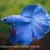 Halfmoon Kampffisch Blau, Männchen, Betta Splendens