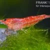 Bundle: 10 X Red Fire, Neocaridina Heteropoda Rot + Portion Javamoos -Interaquaristik Verkäufe 1560 Rote Zwerggarnele Neocaridina heteropoda var