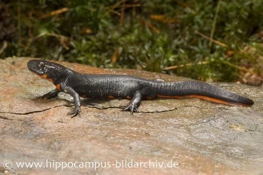 Kleiner Feuerbauchmolch, Cynops orientalis Kleiner Feuerbauchmolch, Cynops Orientalis -Interaquaristik Verkäufe 1576 Kleiner Feuerbauchmolch Cynops orientalis