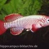 Killifisch Torfansatz Nothobranchius Eggersi Red, 30 Eier -Interaquaristik Verkäufe 16024 Killifisch Torfansatz Nothobranchius eggersi red
