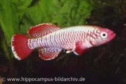 Killifisch Torfansatz Nothobranchius Eggersi Red, 30 Eier -Interaquaristik Verkäufe 16024 Killifisch Torfansatz Nothobranchius eggersi red 1