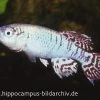 Killifisch Torfansatz Nothobranchius Eggersi Blue, 30 Eier