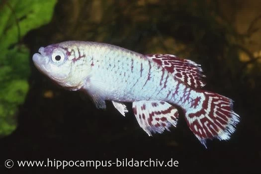 Killifisch Torfansatz Nothobranchius eggersi blue, 30 Eier Killifisch Torfansatz Nothobranchius Eggersi Blue, 30 Eier -Interaquaristik Verkäufe 16025 Killifisch Torfansatz Nothobranchius eggersi blue