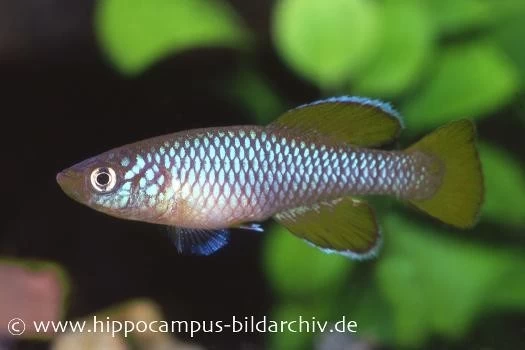 Killifisch Torfansatz Nothobranchius korthausae yellow, 30 Eier Killifisch Torfansatz Nothobranchius Korthausae Yellow, 30 Eier -Interaquaristik Verkäufe 16026 Killifisch Torfansatz Nothobranchius korthausae ye