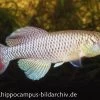 Killifisch Torfansatz Nothobranchius Jubbi, 30 Eier 2 Killifisch Torfansatz Nothobranchius Jubbi, 30 Eier -Interaquaristik Verkäufe 16027 Killifisch Torfansatz Nothobranchius jubbi 30 Eie