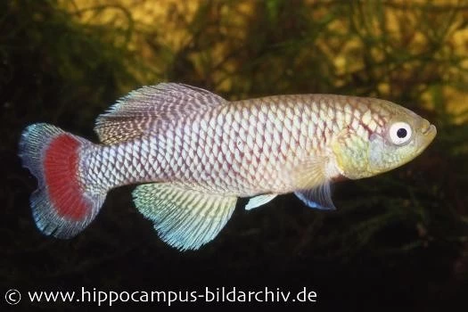 Killifisch Torfansatz Nothobranchius jubbi, 30 Eier Killifisch Torfansatz Nothobranchius Jubbi, 30 Eier -Interaquaristik Verkäufe 16027 Killifisch Torfansatz Nothobranchius jubbi 30 Eie
