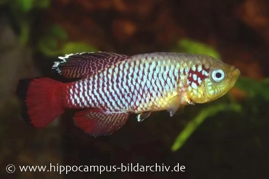 Killifisch Torfansatz Nothobranchius guentheri red, 30 Eier Killifisch Torfansatz Nothobranchius Guentheri Red, 30 Eier -Interaquaristik Verkäufe 16029 Killifisch Torfansatz Nothobranchius guentheri red