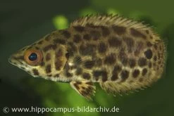 Leopard-Buschfisch, Ctenopoma Acutirostre