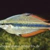 Juwelen-Regenbogenfisch, Melanotaenia Trifasciata 2 Juwelen-Regenbogenfisch, Melanotaenia Trifasciata -Interaquaristik Verkäufe 16417 Juwelen Regenbogenfisch Melanotaenia trifasciata