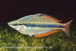 Juwelen-Regenbogenfisch, Melanotaenia Trifasciata