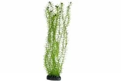 Hobby Lagarosiphon, 60 Cm