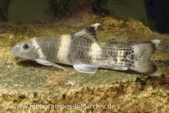 Prachtalgenfresser, Garra Flavatra