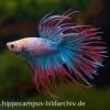 Crown Tail Kampffisch Multicolor, NZ, Männchen, Betta Splendens