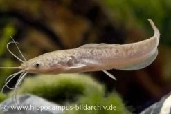 Froschwels, Clarias Batrachus Naturfarben, NZ