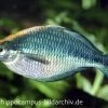 Türkis-Regenbogenfisch, Melanotaenia Lacustris, DNZ 5-6 Cm -Interaquaristik Verkäufe 20927 Tuerkis Regenbogenfisch Melanotaenia lacustris