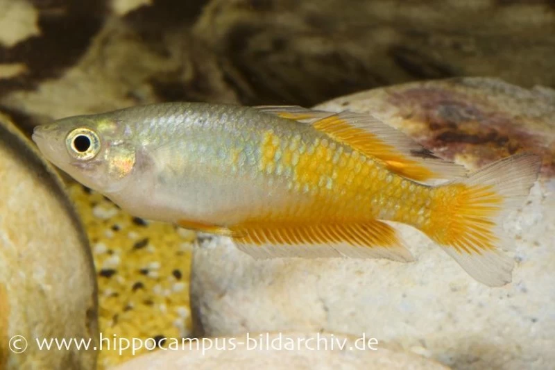 Parkinsons Regenbogenfisch, Melanotaenia parkinsoni Parkinsons Regenbogenfisch, Melanotaenia Parkinsoni -Interaquaristik Verkäufe 20928 Parkinsons Regenbogenfisch Melanotaenia parkinson