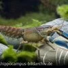 Blau-Rosa Krebs, Cherax Pulcher -Interaquaristik Verkäufe 3241 Blau Rosa Krebs Cherax sp Irian Jaya