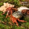 Bundle: 3x Erdbeer Landeinsiedlerkrebs, Coenobita Perlatus (3 Tiere) -Interaquaristik Verkäufe 3x Erdbeerlandeinsiedler Coenobita perlatus