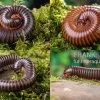 Bundle: 5 X Millipede-Mix, Spirostreptus Spec. (5 Tausendfüsser) 1 Bundle: 5 X Millipede-Mix, Spirostreptus Spec. (5 Tausendfüsser) -Interaquaristik Verkäufe 5 x Millipede Mix Spirostreptus spec 1