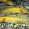 Axolotl Goldfarben, Ambystoma Mexicanum -Interaquaristik Verkäufe 80065 Axolotl goldfarben Ambystoma mexicanum