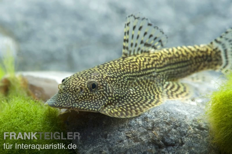 Tüpfel-Flossensauger, Beaufortia leveretti Tüpfel-Flossensauger, Beaufortia Leveretti -Interaquaristik Verkäufe 80068 Tuepfel Flossensauger Beaufortia leveretti
