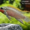 Smaragdprachtbarsch, Pelvicachromis Taeniatus Nigeria Red, 4-5 Cm -Interaquaristik Verkäufe 80071 Smaragdprachtbarsch Pelvicachromis taeniatus Nige