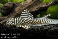 Königstiger-Harnischwels, Hypancistrus Spec. L333 Belo Monte -Interaquaristik Verkäufe 80074 Koenigstiger Harnischwels Hypancistrus spec L333