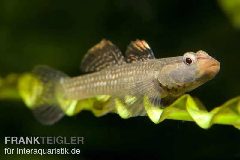 Weißwangengrundel, Rhinogobius duospilus Weißwangengrundel, Rhinogobius Duospilus -Interaquaristik Verkäufe 80078 Weisswangengrundel Rhinogobius duospilus