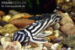 Zebra-Harnischwels, Hypancistrus Zebra L046