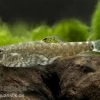 Chinesischer Flossensauger, Pseudogastromyzon Cheni -Interaquaristik Verkäufe 80087 Chinesischer Flossensauger Pseudogastromyzon chen