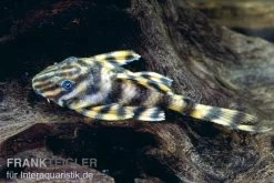 Zwergschilderwels, Peckoltia Vermiculata L002