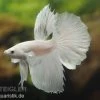 Halfmoon Kampffisch Weiß, Männchen, Betta Splendens
