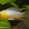 Gelber Zwergbuntbarsch, Apistogramma Borelli, Paarweise -Interaquaristik Verkäufe 80122 Gelber Zwergbuntbarsch Apistogramma borelli