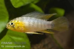 Gelber Zwergbuntbarsch, Apistogramma Borelli, Paarweise