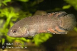 Interaquaristik Verkäufe -Interaquaristik Verkäufe 80145 Orange Buschfisch Microctenopoma ansorgii