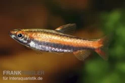 Purpurziersalmler, Nannostomus Mortenthaleri 4 Purpurziersalmler, Nannostomus Mortenthaleri -Interaquaristik Verkäufe 80149 Purpurziersalmler Nannostomus mortenthaleri