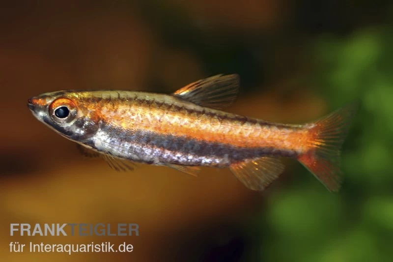 Purpurziersalmler, Nannostomus mortenthaleri Purpurziersalmler, Nannostomus Mortenthaleri -Interaquaristik Verkäufe 80149 Purpurziersalmler Nannostomus mortenthaleri