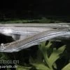 Vieraugen, Anableps Anableps -Interaquaristik Verkäufe 80179 Vieraugen Anableps anableps