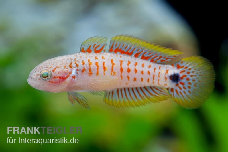 Pastellgrundel, Tateurndina ocellicauda Pastellgrundel, Tateurndina Ocellicauda -Interaquaristik Verkäufe 80189 Pastellgrundel tateurndina ocellicauda