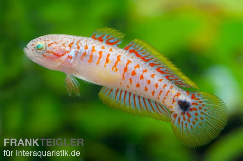 Pastellgrundel, Tateurndina ocellicauda Pastellgrundel, Tateurndina Ocellicauda -Interaquaristik Verkäufe 80189 Tateurndina ocellicauda 2