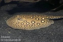 Pfauenaugen-Stechrochen, Potamotrygon Motoro R001